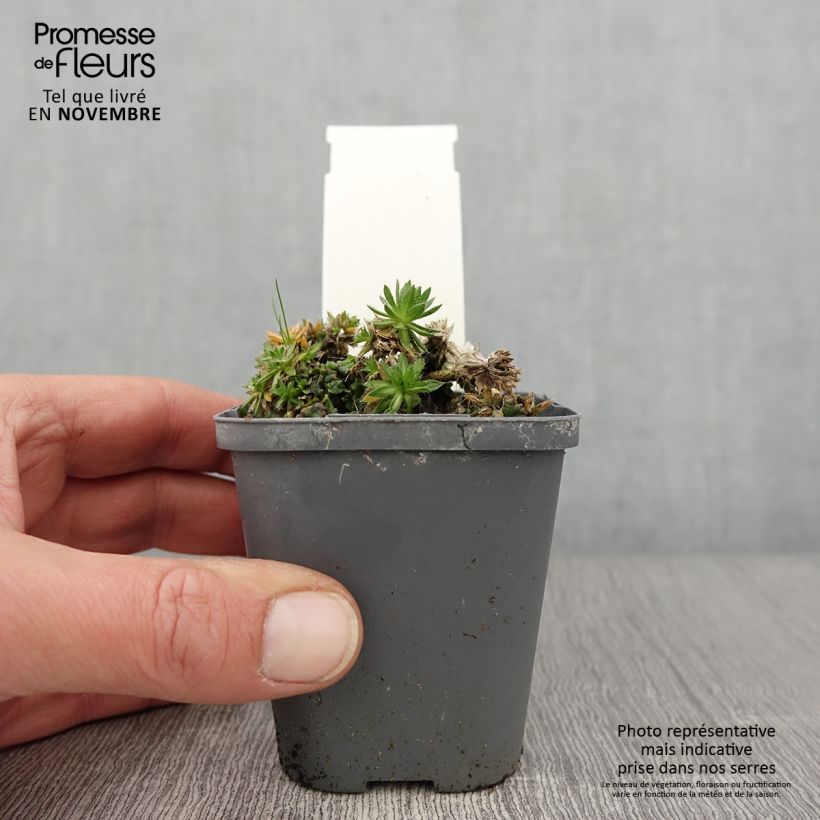 Exemplaar van Draba sakurai - Hongerbloempje Kweekpotje van 8/9 cm zoals geleverd in de herfst