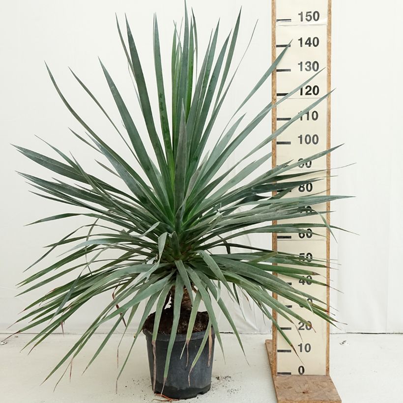Exemplaar van Dracaena draco - Drakenbloedboom Pot van 18 l/20 l zoals geleverd in de herfst