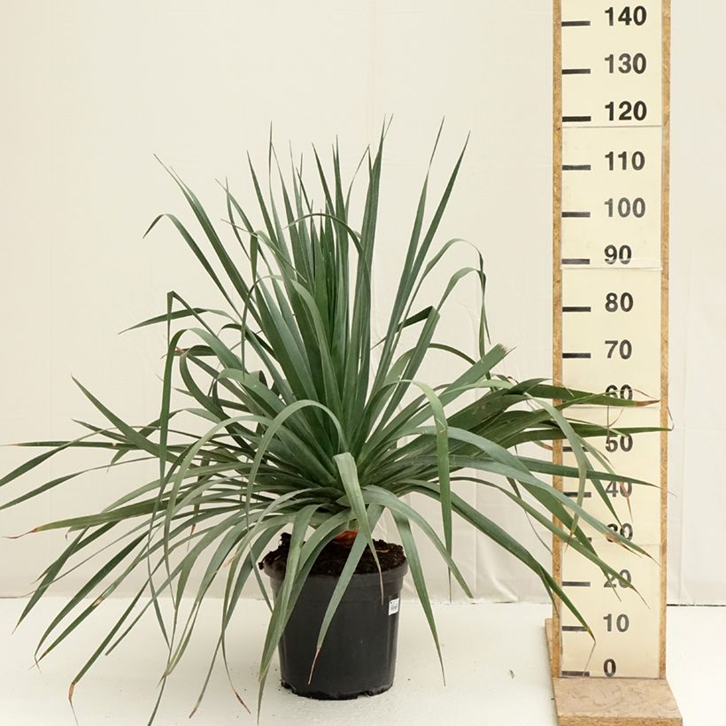 Exemplaar van Dracaena draco - Drakenbloedboom Pot van 18 l/20 l zoals geleverd in de lente