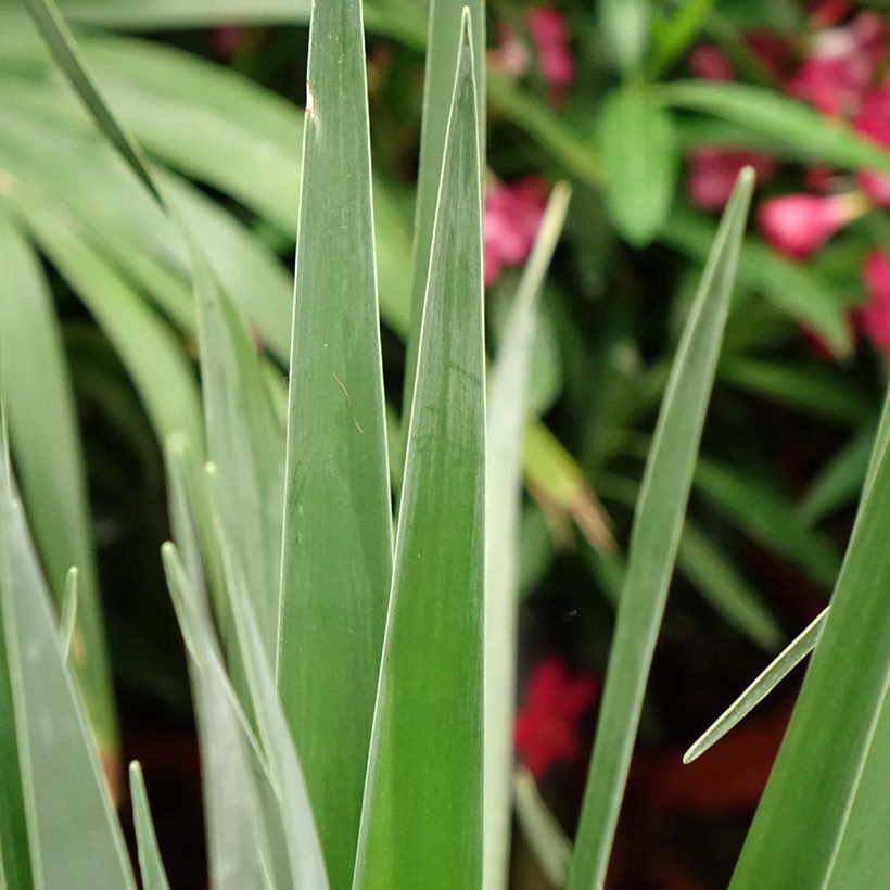 Dracaena draco - Drakenbloedboom (Blad)