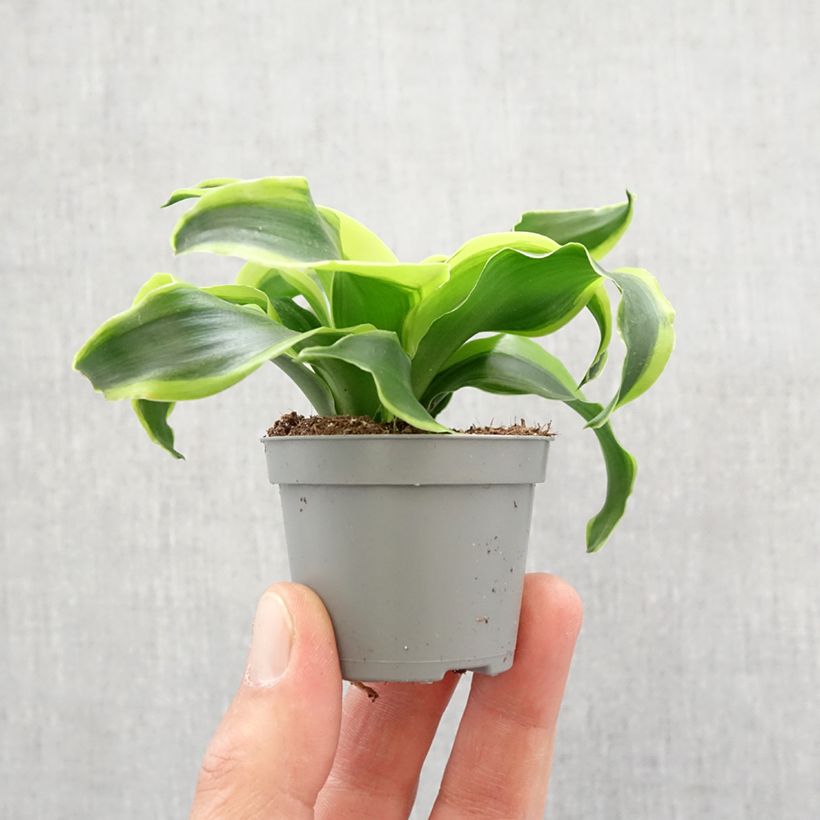 Exemplaar van Dracaena fragrans Dragontree Tornado - Drakenbloedboom Mini-kamerplanten zoals geleverd in de lente