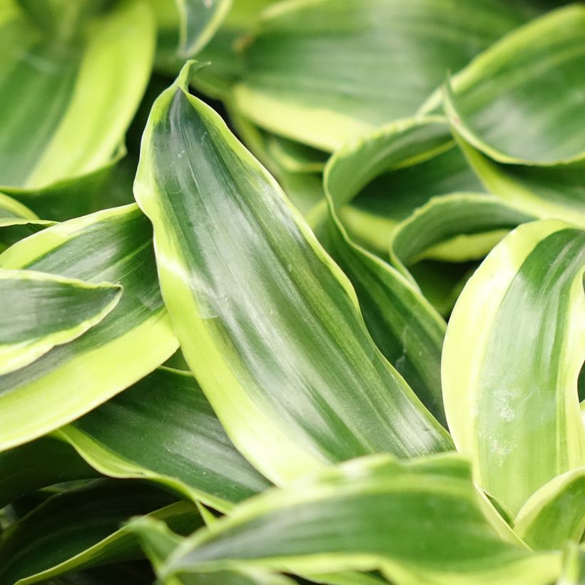 Dracaena fragrans Dragontree Tornado - Drakenbloedboom (Blad)