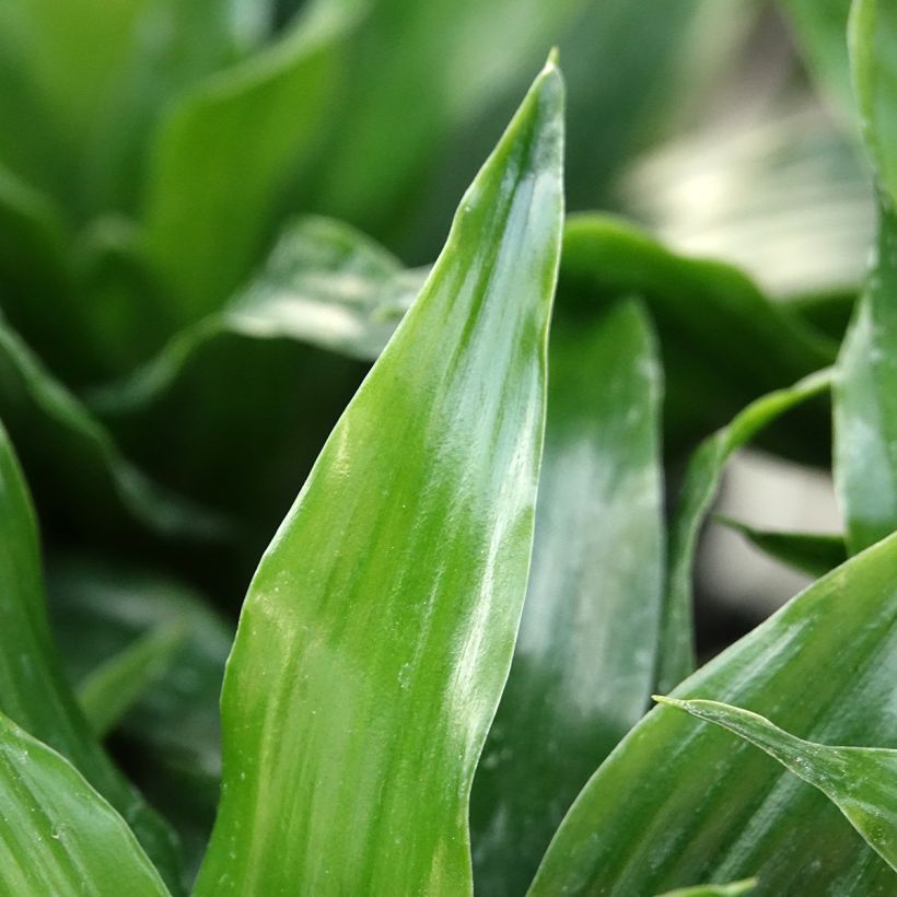 Dracaena fragrans Janet Craig - Drakenbloedboom (Blad)