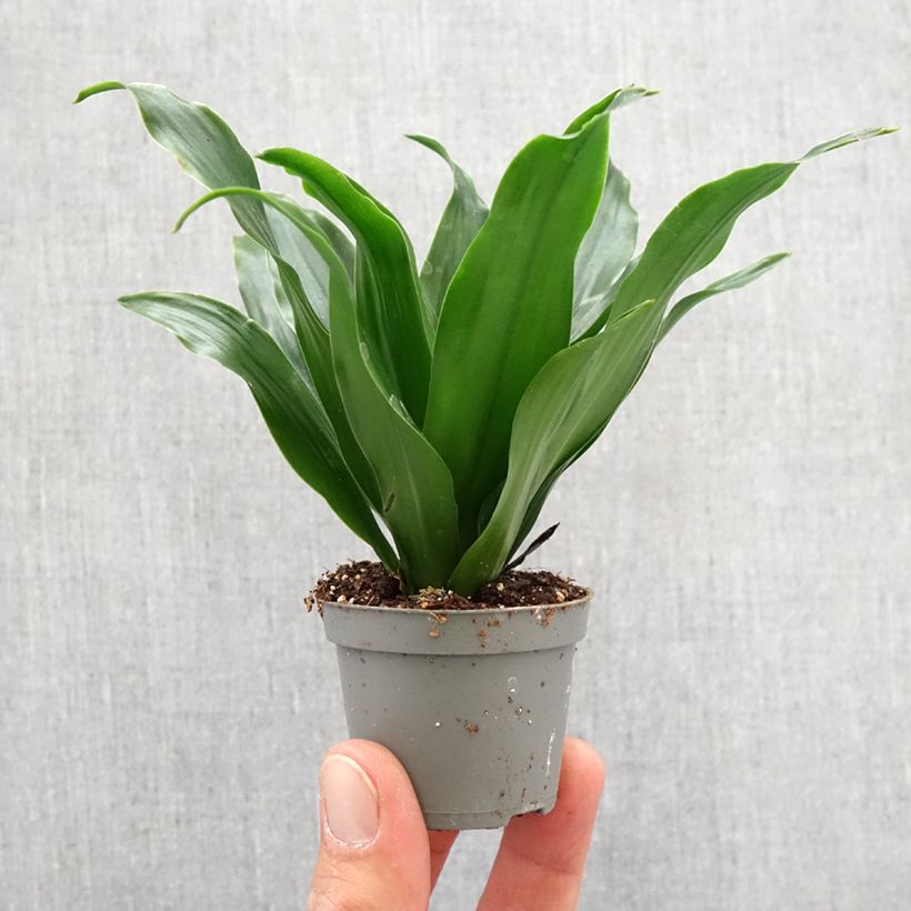 Exemplaar van Dracaena fragrans Janet Craig - Drakenbloedboom Mini-kamerplanten zoals geleverd in de lente
