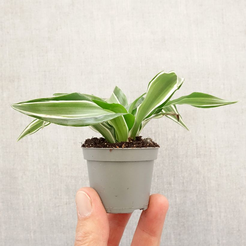 Exemplaar van Dracaena fragrans Kanzi - Drakenbloedboom Mini-kamerplanten zoals geleverd in de lente