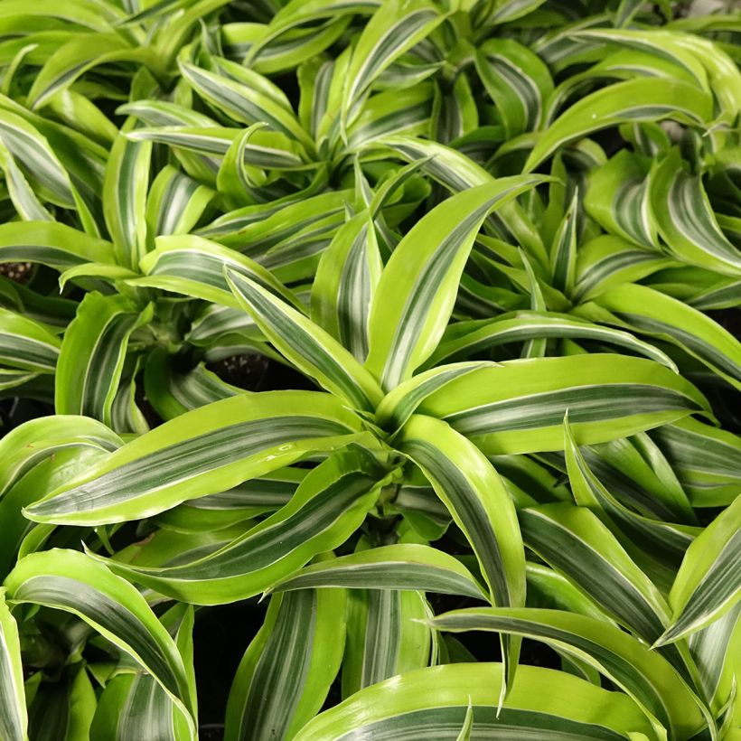Dracaena fragrans Lemon Surprise - Drakenbloedboom (Blad)