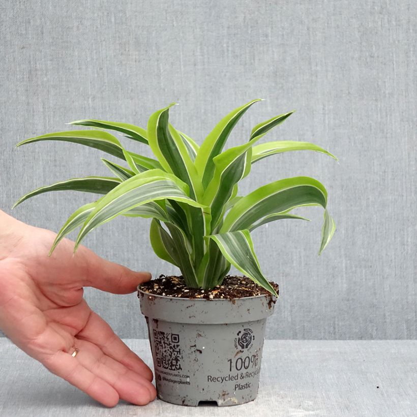 Exemplaar van Dracaena fragrans Lemon Surprise - Drakenbloedboom Pot van 12 cm / 13 cm zoals geleverd in de lente