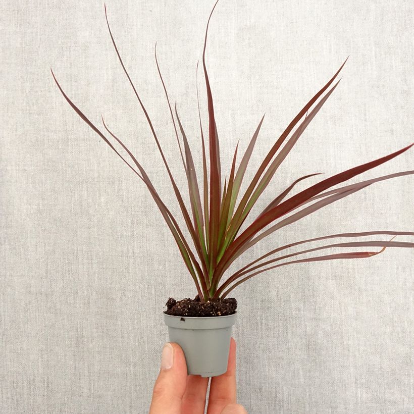 Exemplaar van Dracaena reflexa var. angustifolia Magenta - Drakenbloedboom Mini-kamerplanten zoals geleverd in de lente