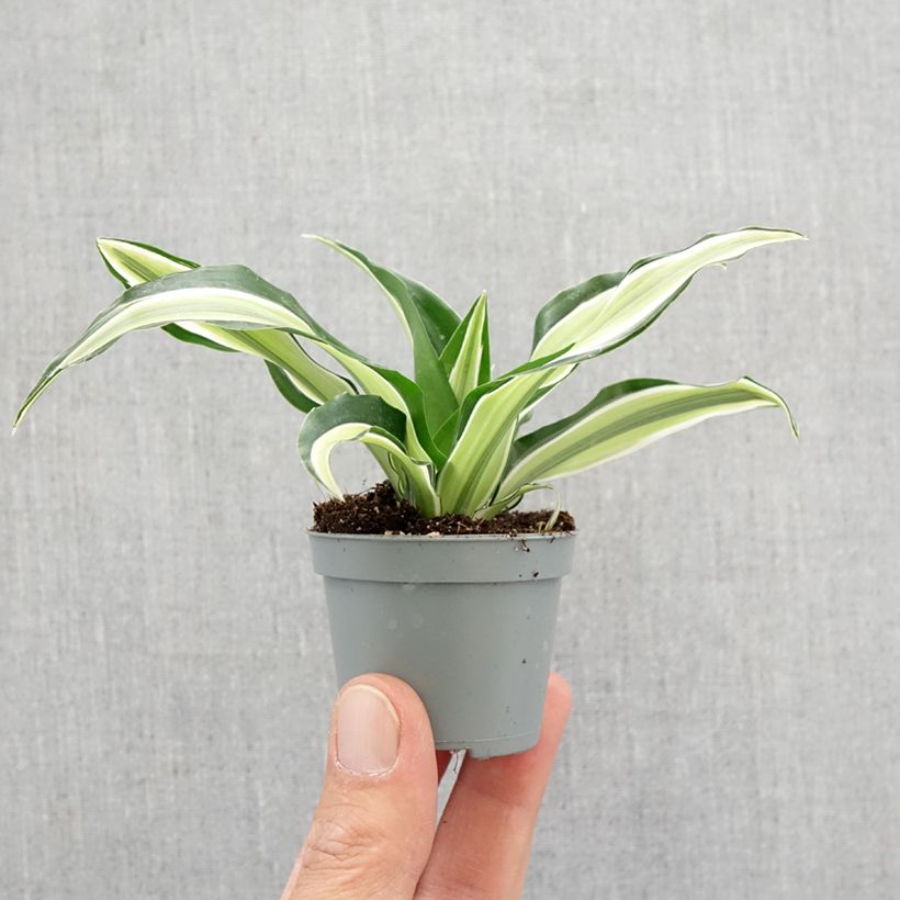 Example of Dracaena fragrans Malaika - Drakenbloedboom Mini-kamerplanten as you get in printemps