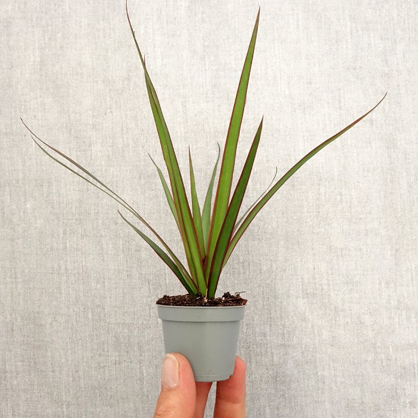 Example of Dracaena marginata - Drakenbloedboom Mini-kamerplanten as you get in printemps
