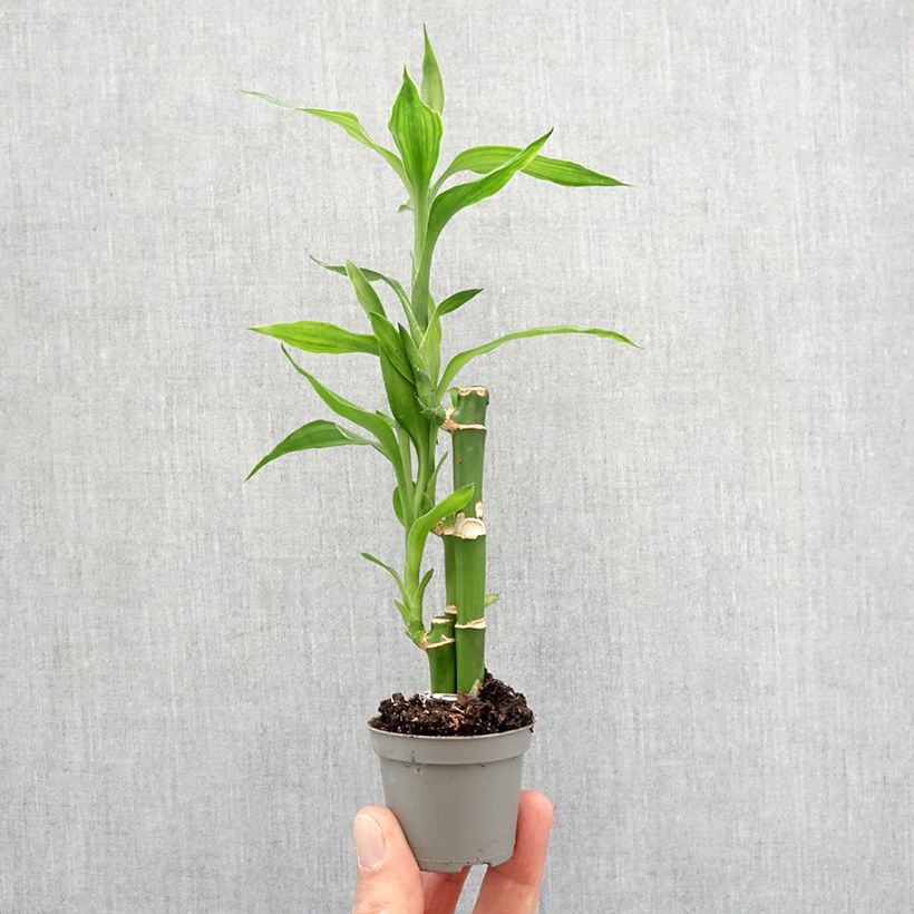 Exemplaar van Dracaena sanderiana - Geluksbamboe Mini-kamerplanten zoals geleverd in de lente