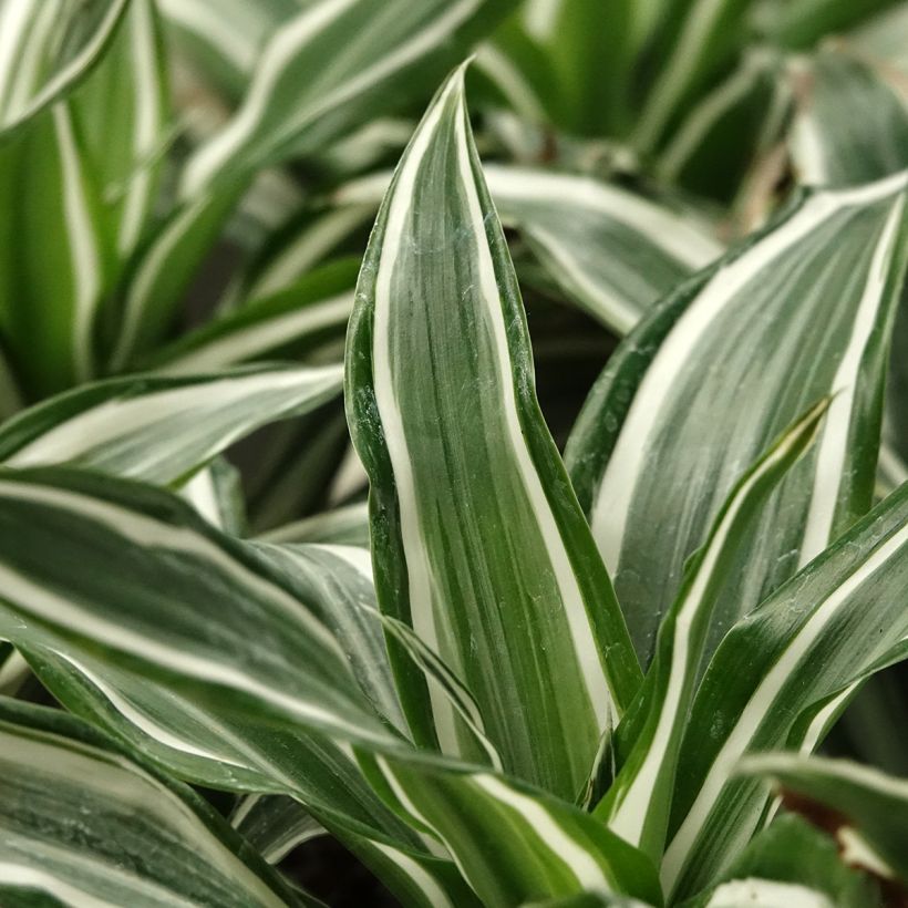Dracaena fragrans White Jewel - Drakenbloedboom (Blad)
