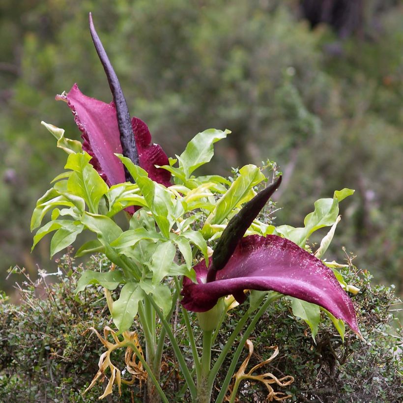 Dracunculus vulgaris - Drakenwortel (Groeiplaats)