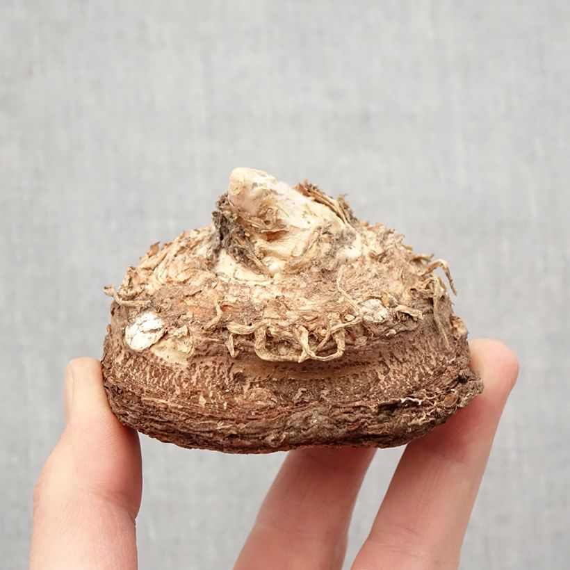 Exemplaar van Dracunculus vulgaris - Drakenwortel Bol kaliber 13+ zoals geleverd in de lente