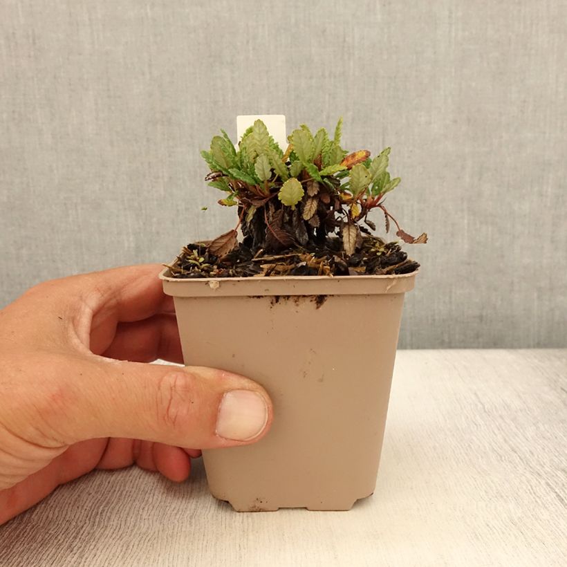 Exemplaar van Dryas suendermannii - Zilverkruid Kweekpotje van 8/9 cm zoals geleverd in de zomer