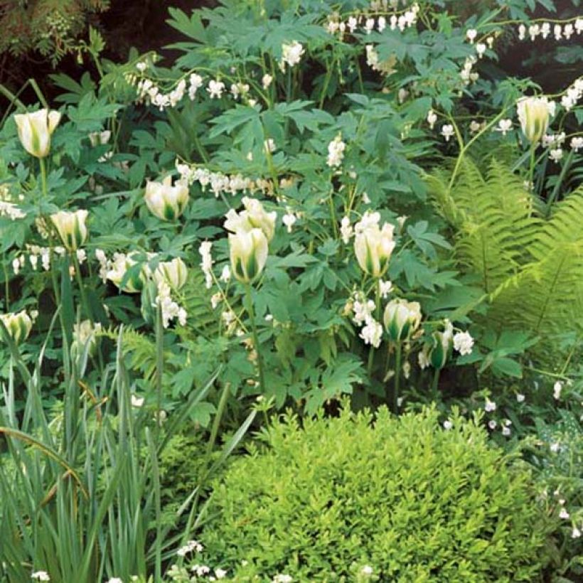 Dryopteris affinis - Geschubde mannetjesvaren (Groeiplaats)