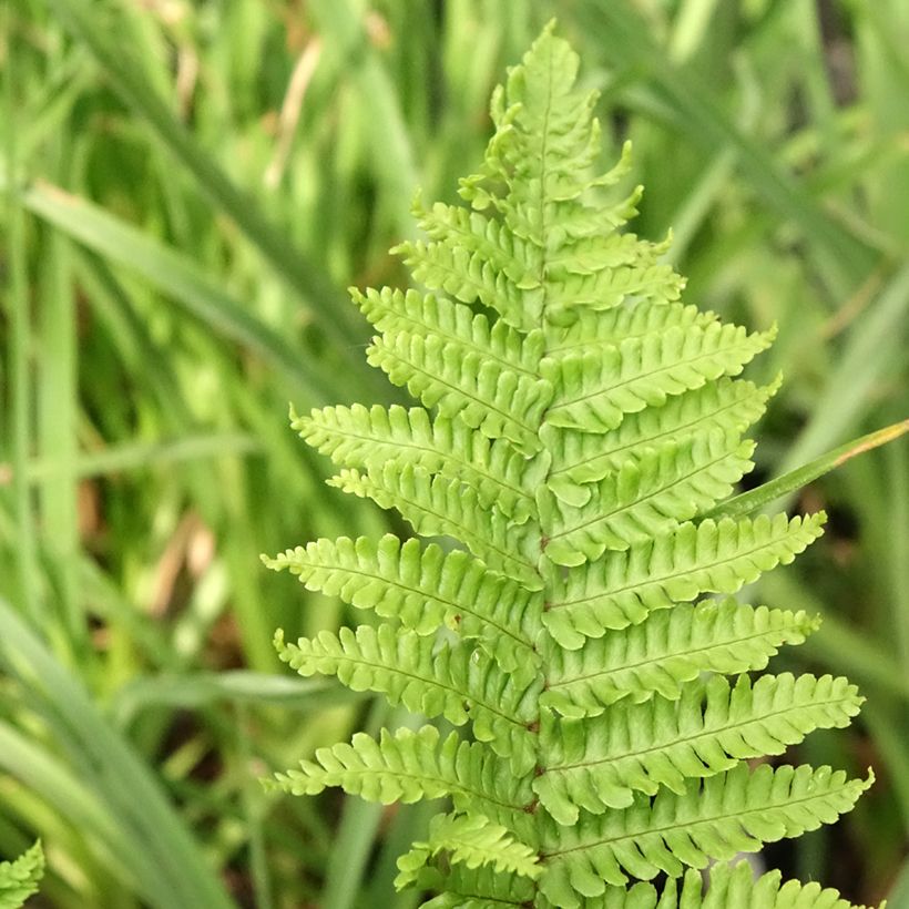 Dryopteris affinis Crispa - Geschubde mannetjesvaren (Blad)