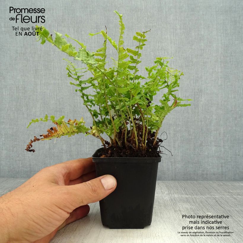 Exemplaar van Dryopteris affinis Cristata - Geschubde mannetjesvaren Kweekpotje van 8/9 cm zoals geleverd in de zomer