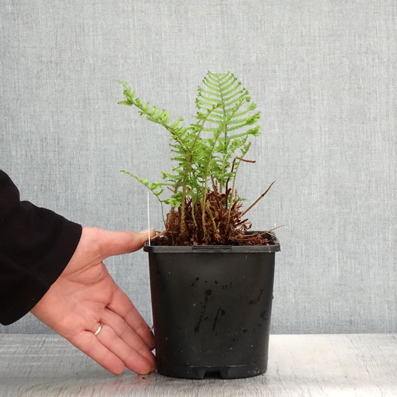 Exemplaar van Dryopteris affinis Cristata - Geschubde mannetjesvaren Pot van 2 l/3 l zoals geleverd in de lente