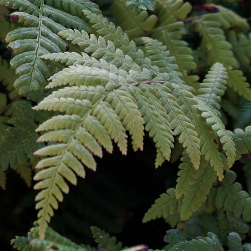 Dryopteris affinis - Geschubde mannetjesvaren (Blad)