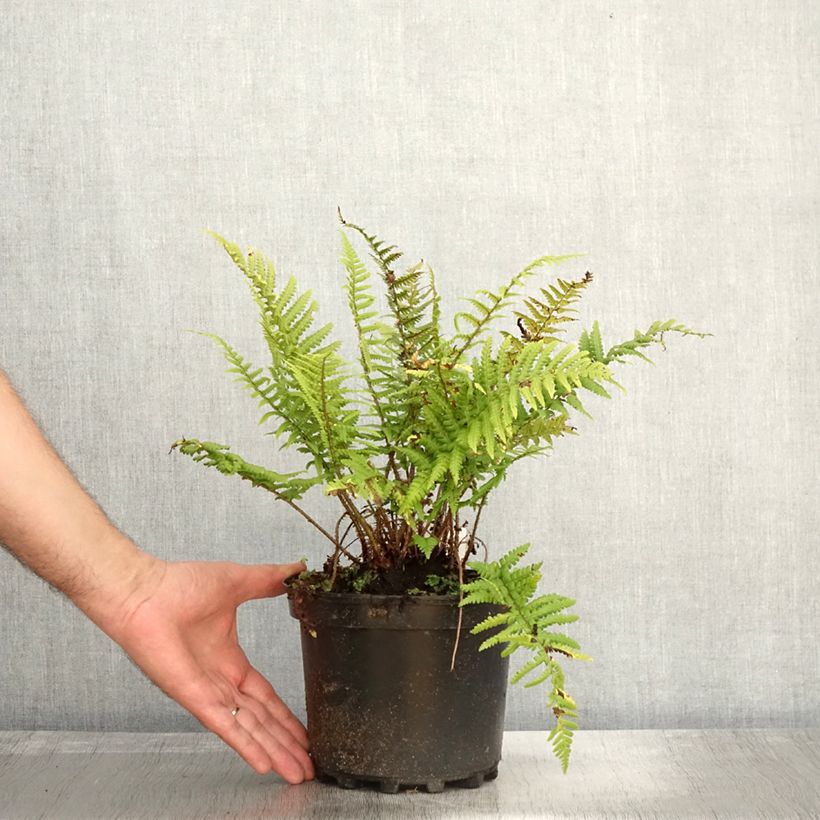 Exemplaar van Dryopteris affinis - Geschubde mannetjesvaren Pot van 2 l/3 l zoals geleverd in de herfst