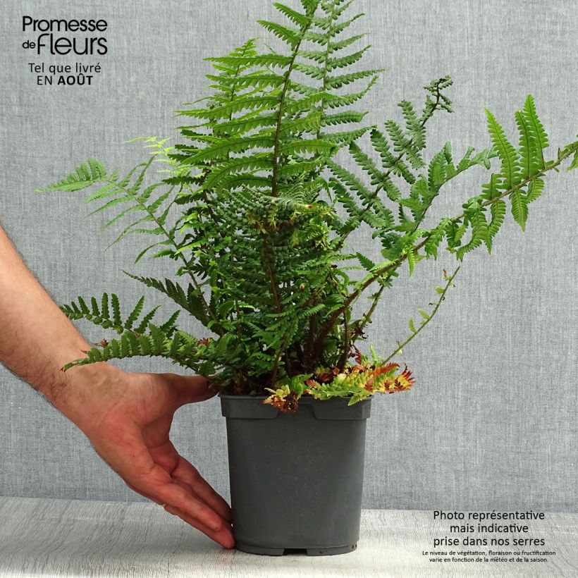 Exemplaar van Dryopteris affinis - Geschubde mannetjesvaren Pot van 2 l/3 l zoals geleverd in de zomer