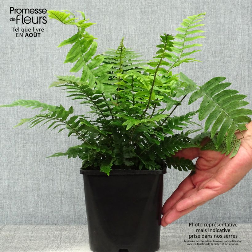 Exemplaar van Dryopteris cycadina - Gezaagde niervaren Pot van 2 l/3 l zoals geleverd in de zomer