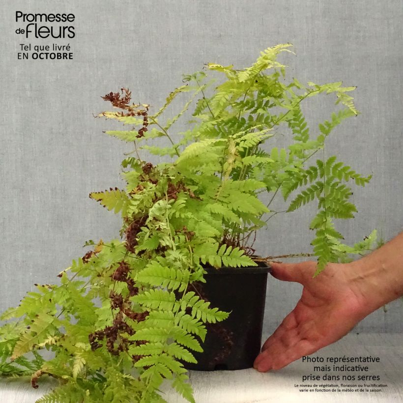 Exemplaar van Dryopteris carthusiana - Smalle stekelvaren Pot van 2 l/3 l zoals geleverd in de herfst