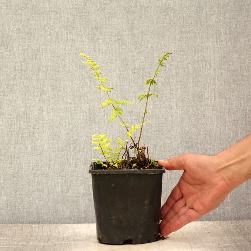 Exemplaar van Dryopteris carthusiana - Smalle stekelvaren Pot van 2 l/3 l zoals geleverd in de zomer