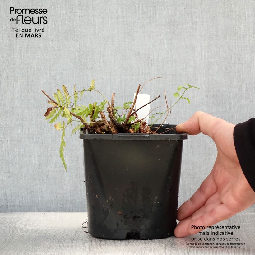 Exemplaar van Dryopteris carthusiana - Smalle stekelvaren Pot van 2 l/3 l zoals geleverd in de lente