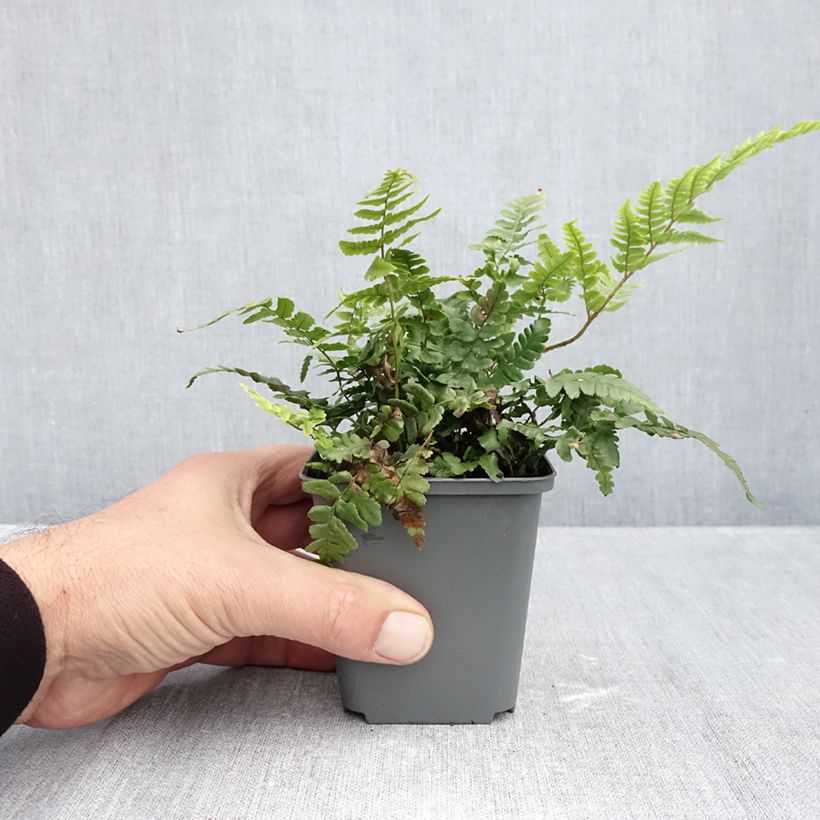 Exemplaar van Dryopteris crassirhizoma - Niervaren Kweekpotje van 8/9 cm zoals geleverd in de herfst