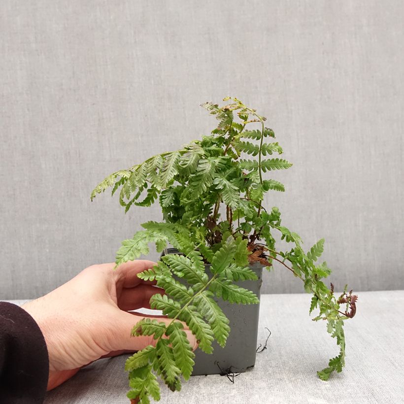 Exemplaar van Dryopteris crassirhizoma - Niervaren Kweekpotje van 8/9 cm zoals geleverd in de winter
