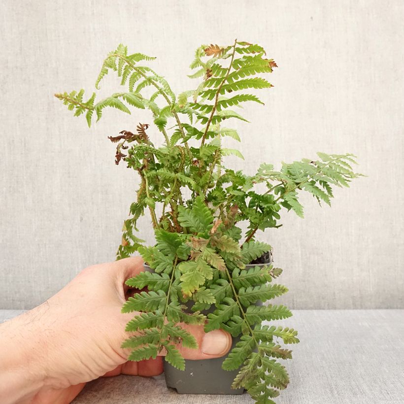 Exemplaar van Dryopteris crassirhizoma - Niervaren Kweekpotje van 8/9 cm zoals geleverd in de lente