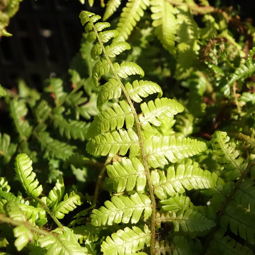 Dryopteris crassirhizoma - Niervaren (Blad)