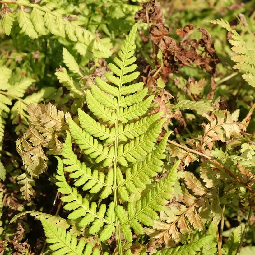 Dryopteris dilatata Crispa Whiteside - Brede stekelvaren (Blad)