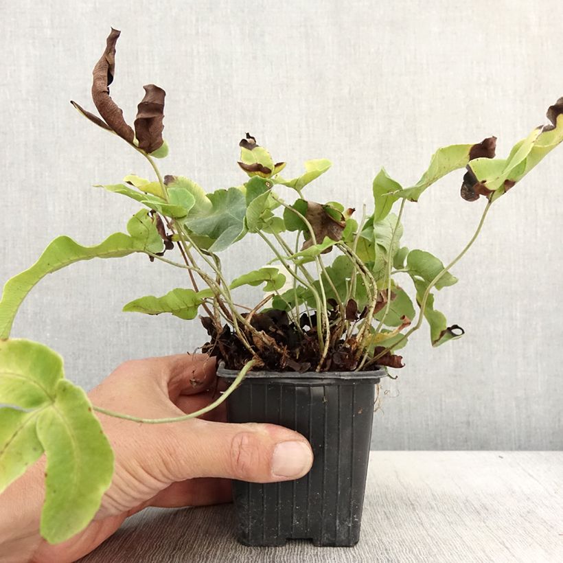 Exemplaar van Dryopteris dilatata Crispa Whiteside - Brede stekelvaren Kweekpotje van 8/9 cm zoals geleverd in de herfst