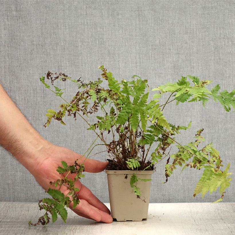 Exemplaar van Dryopteris dilatata Crispa Whiteside - Brede stekelvaren Kweekpotje van 8/9 cm zoals geleverd in de zomer