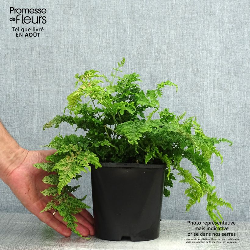 Exemplaar van Dryopteris dilatata Crispa Whiteside - Brede stekelvaren Pot van 2 l/3 l zoals geleverd in de zomer