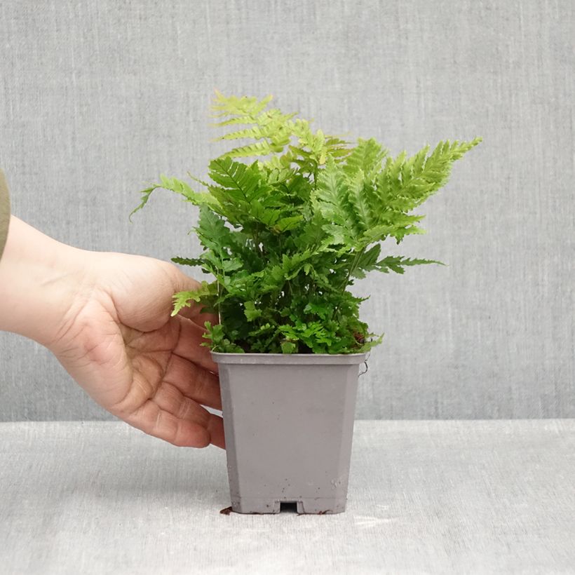 Exemplaar van Dryopteris erythrosora - Herfstvaren Kweekpotje van 8/9 cm zoals geleverd in de herfst