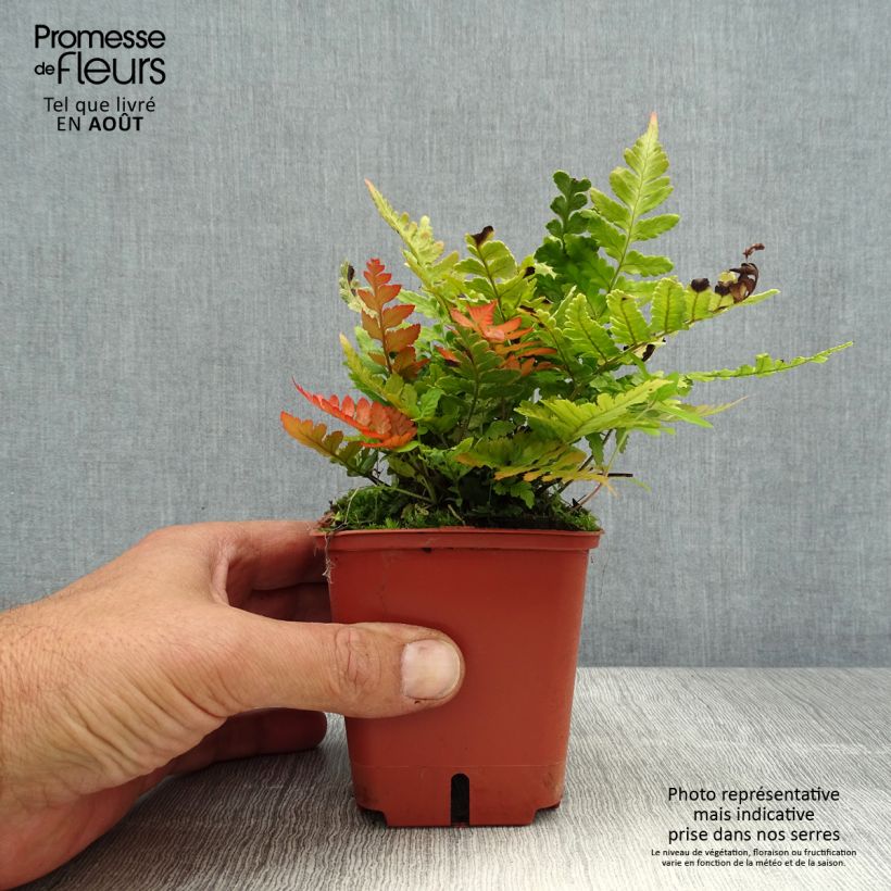 Exemplaar van Dryopteris erythrosora Prolifica - Herfstvaren Kweekpotje van 8/9 cm zoals geleverd in de zomer