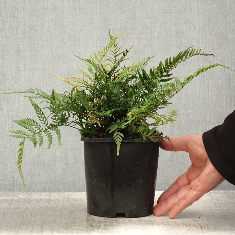 Exemplaar van Dryopteris erythrosora Prolifica - Herfstvaren Pot van 2 l/3 l zoals geleverd in de herfst