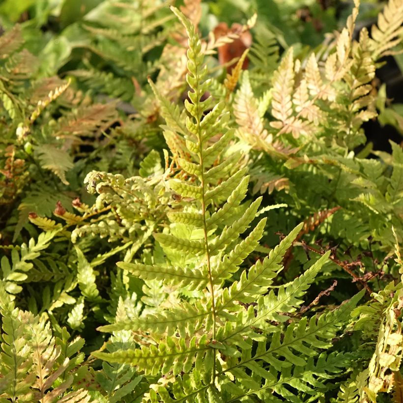Dryopteris erythrosora Prolifica - Herfstvaren (Blad)