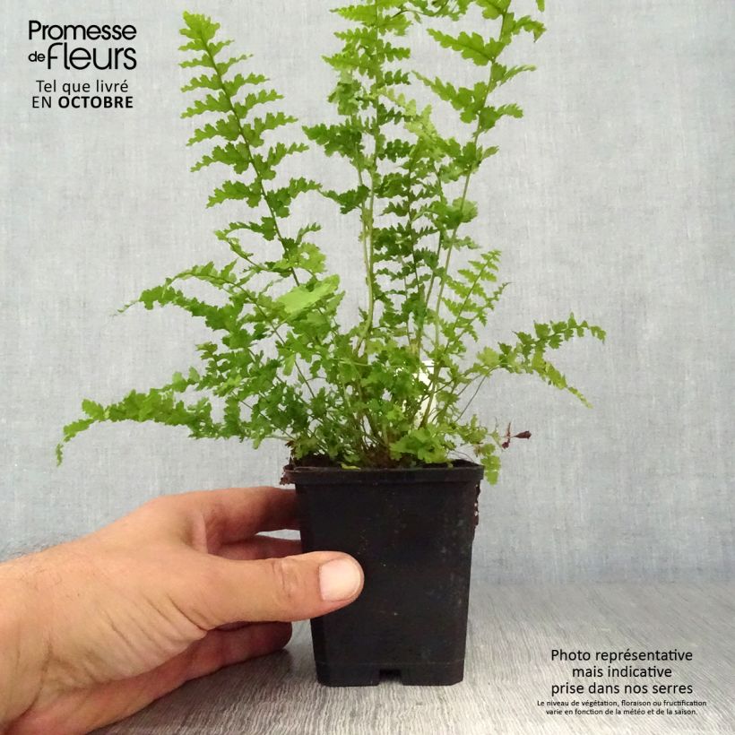 Exemplaar van Dryopteris filix-mas Barnesii - Mannetjesvaren Kweekpotje van 8/9 cm zoals geleverd in de herfst