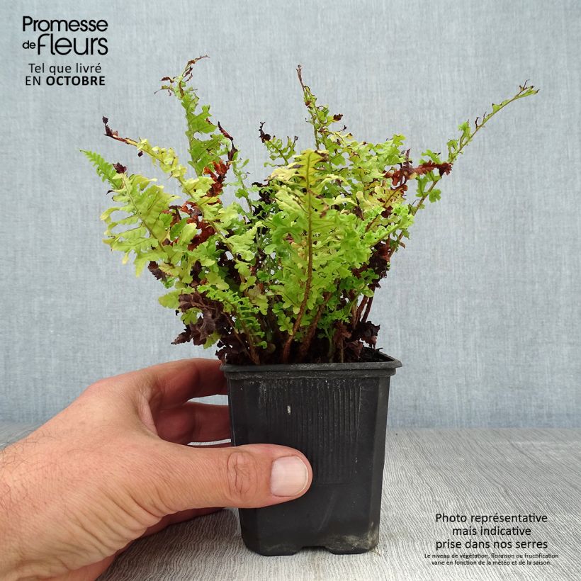 Exemplaar van Dryopteris filix-mas Crispa Cristata - Mannetjesvaren Kweekpotje van 8/9 cm zoals geleverd in de herfst
