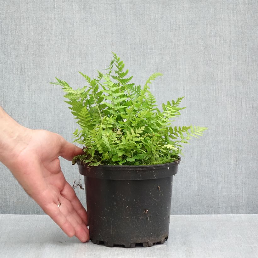 Exemplaar van Dryopteris filix-mas - Mannetjesvaren Pot van 2 l/3 l zoals geleverd in de herfst