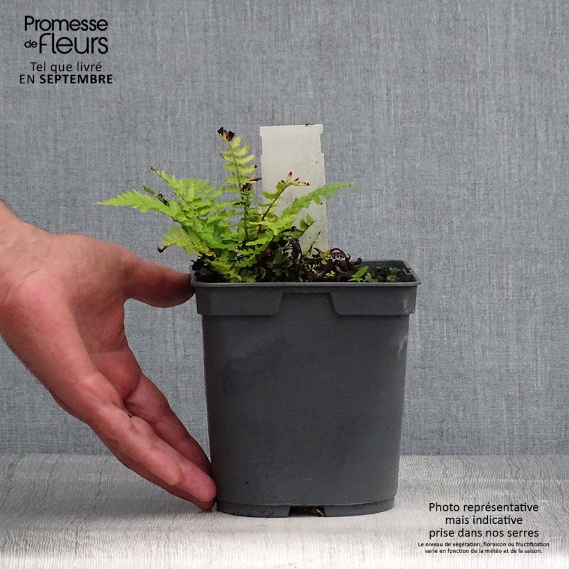 Exemplaar van Dryopteris filix-mas - Mannetjesvaren Pot van 2 l/3 l zoals geleverd in de zomer