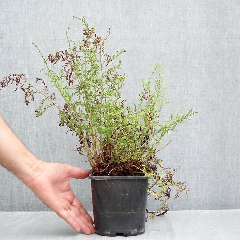 Exemplaar van Dryopteris filix-mas Linearis Polydactyla - Mannetjesvaren Pot van 2 l/3 l zoals geleverd in de herfst
