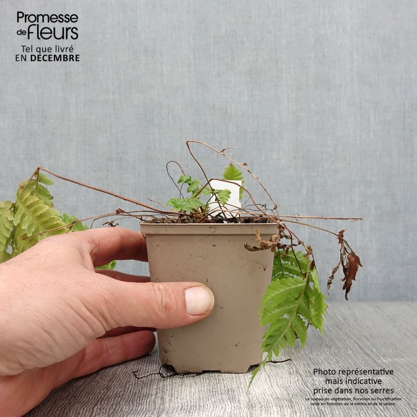 Exemplaar van Dryopteris goldieana - Niervaren Kweekpotje van 8/9 cm zoals geleverd in de herfst