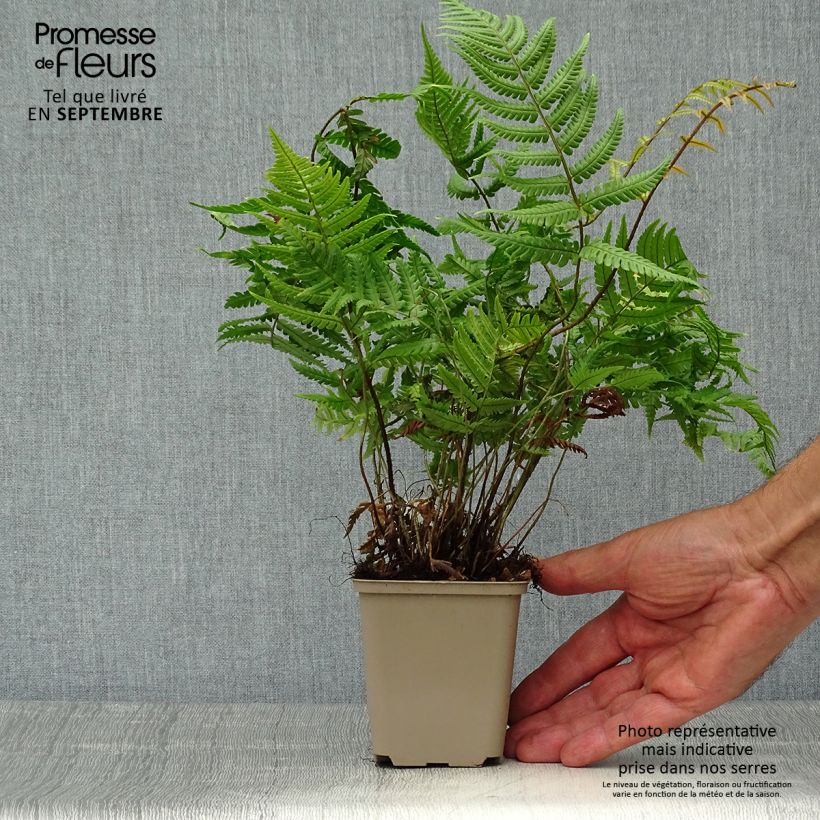 Exemplaar van Dryopteris lepidopoda - Zonsondergangvaren Kweekpotje van 8/9 cm zoals geleverd in de herfst