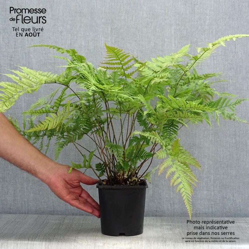 Exemplaar van Dryopteris lepidopoda - Zonsondergangvaren Pot van 2 l/3 l zoals geleverd in de zomer